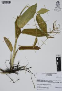 Maranta arundinacea image